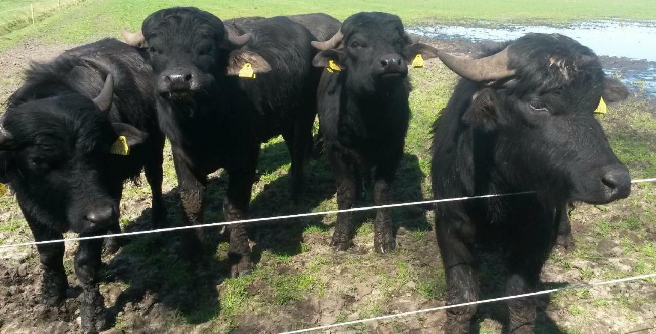 Gastenverblijf 'T Nagtegaeltje Sint-Oedenrode Esterno foto